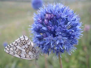 Azurlök, A caeruleum